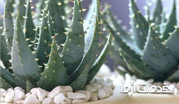 پرورش آلوورا در گلخانه و تکثیر آلوئه ورا